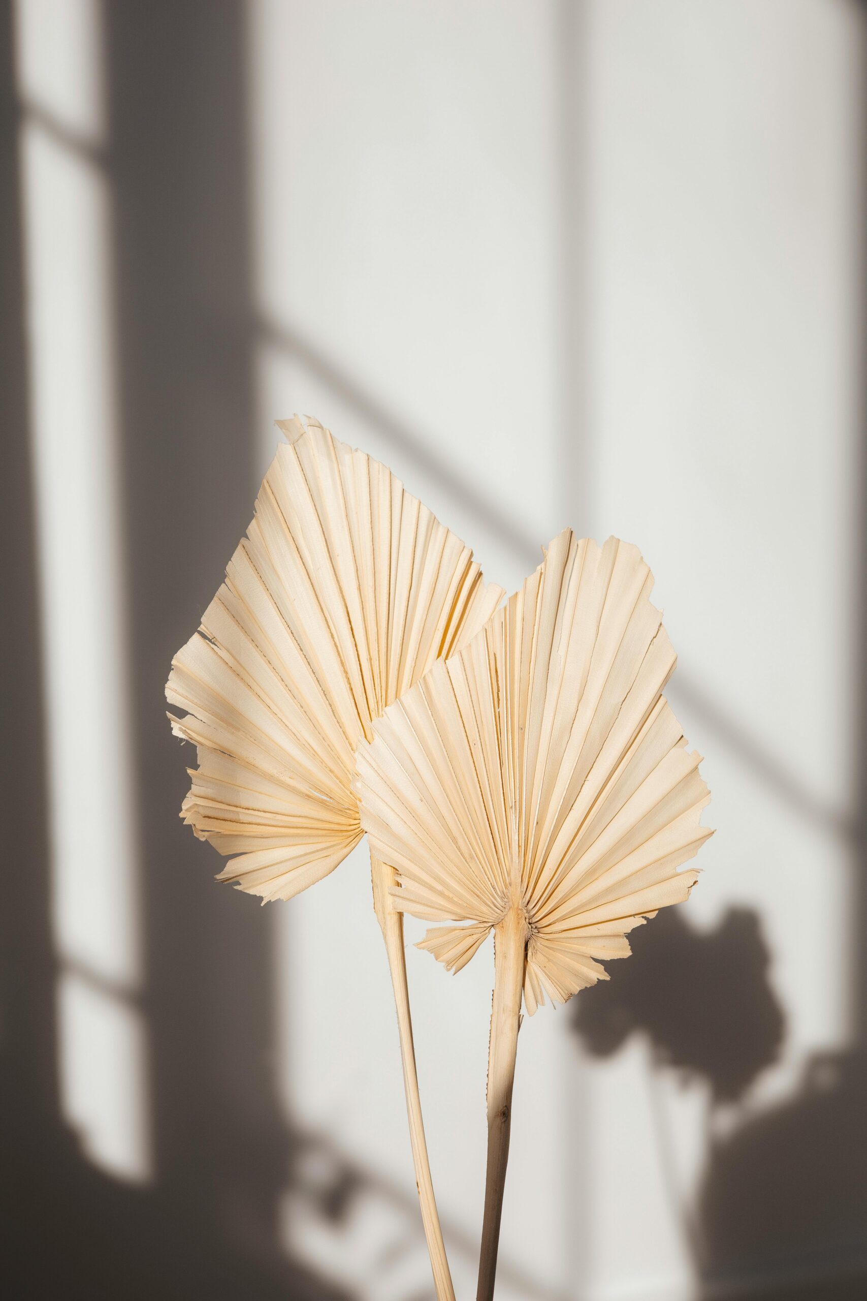Dried palm leaves in soft natural light, representing feeling stuck in recovery and the tension between holding on and letting go.